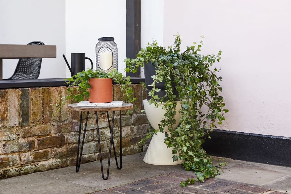 A group of English ivy plants outside on tables on patio